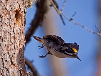IMG 2058c  Black-backed Woodpecker (Picoides arcticus) - male by nest